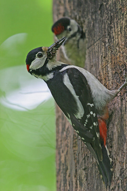 Pic-épeiche-M-5.jpg