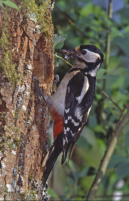 Copie-de-Pic-épeiche-F-1.jpg