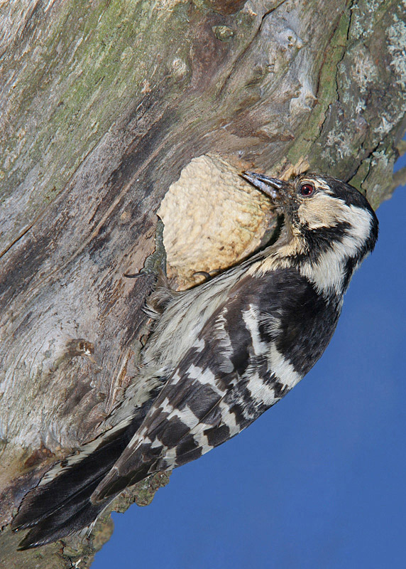 pic-épeichette-F-1-1.jpg
