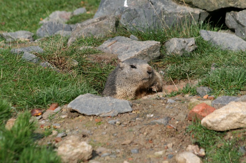 marmotte 1.JPG
