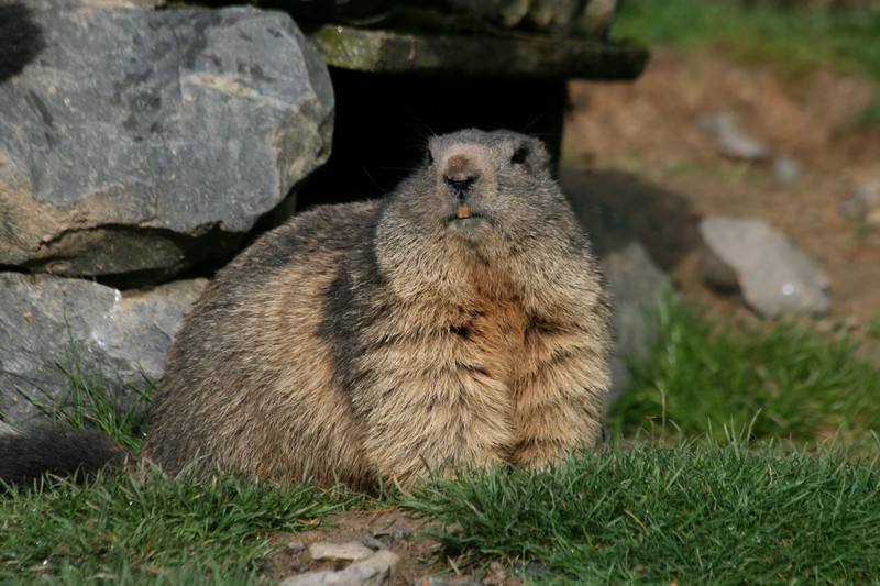 marmotte 2.JPG