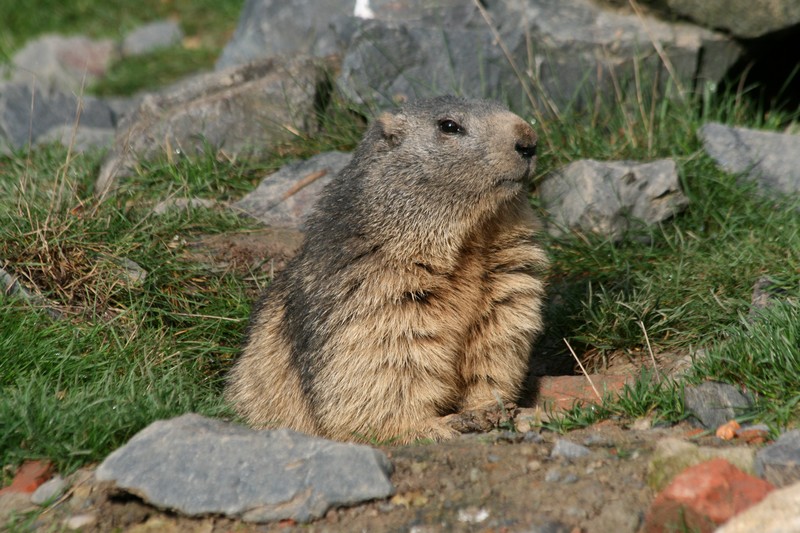 marmotte 3.JPG