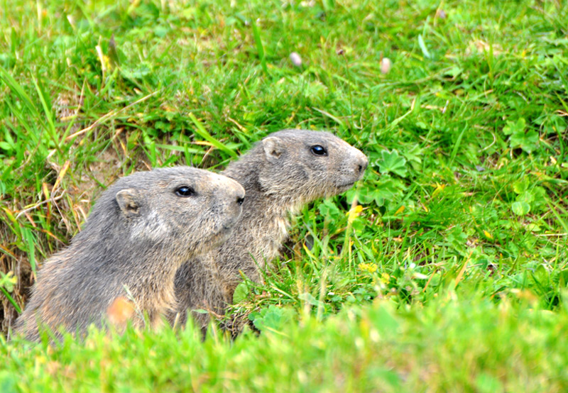 marmotte2.jpg