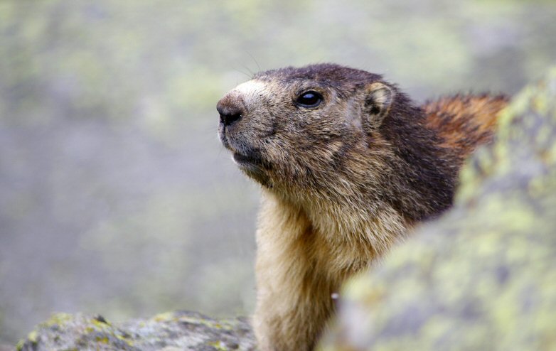 Marmotte__orgere.jpg