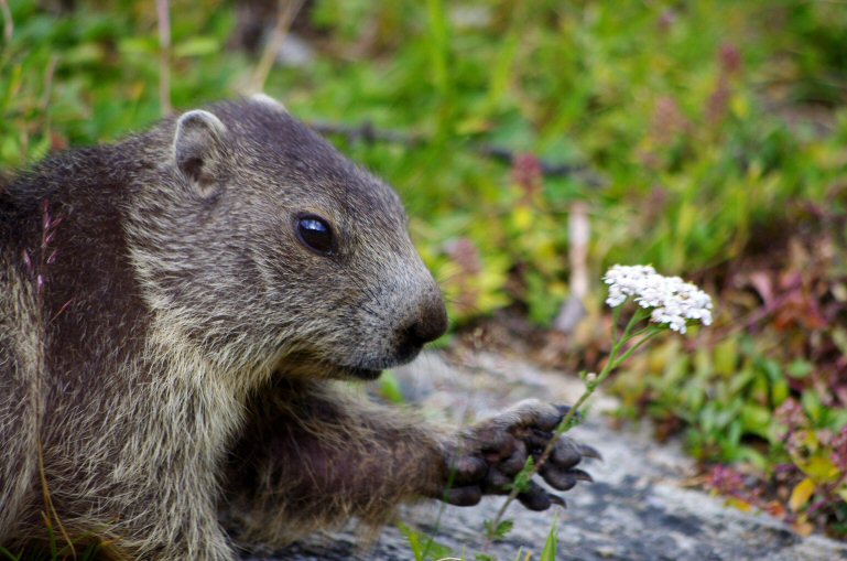 Marmotton__fleur.jpg