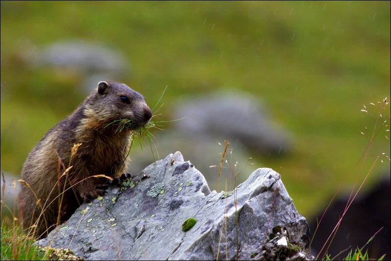 Marmotton__nid.jpg