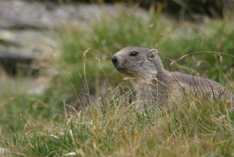 marmotton-10x15_modifié-2.jpg