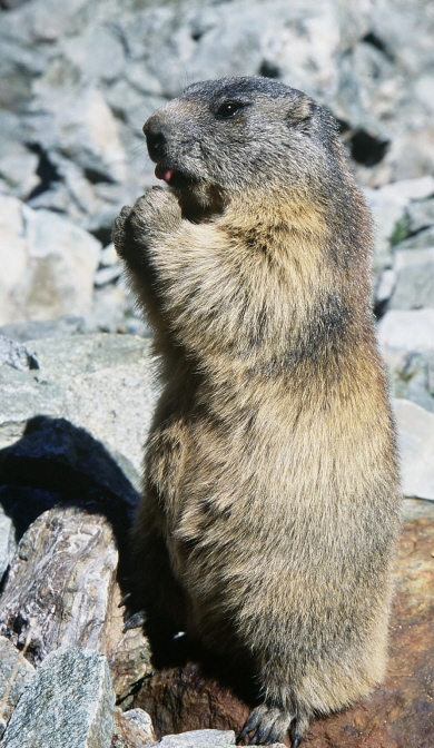 marmottes (2).jpg