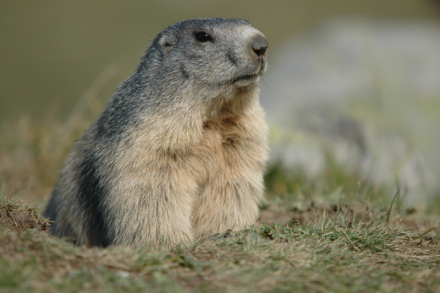 marmottes (82).JPG