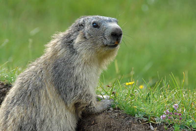 Marmotte 2010 [800x536].jpg