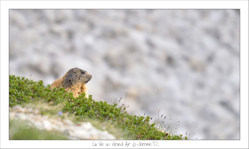 DSC_0076.jpg