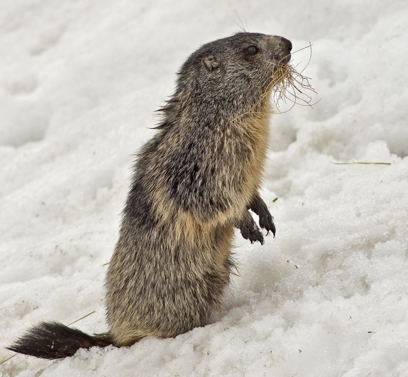 Marmotte01.jpg