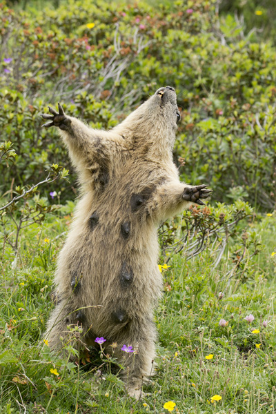 Marmotte (1).jpg