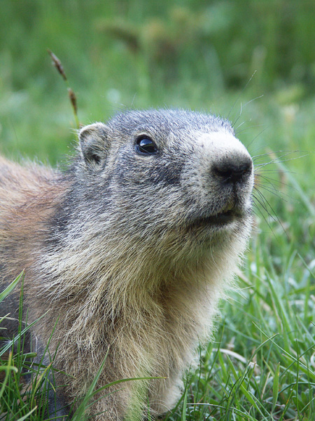 Marmotte (2).JPG