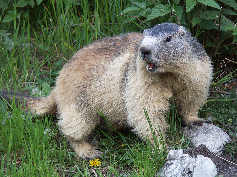Marmotte (3).JPG