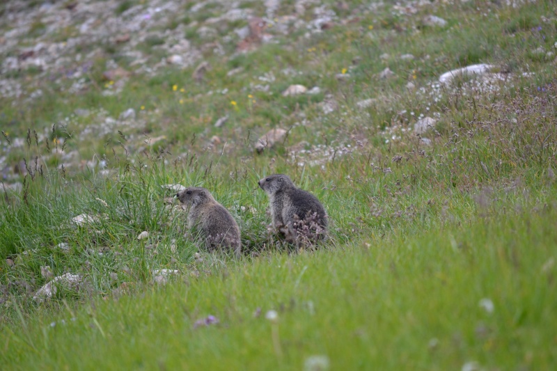 dsc_0110.jpg