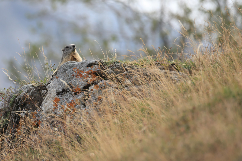 Marmotte-environnement-web.jpg