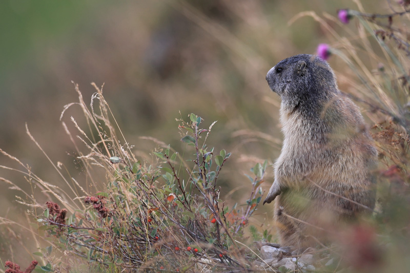 marmotte-regard-web.jpg
