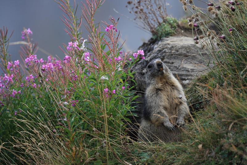 Marmotte-pose-web.jpg