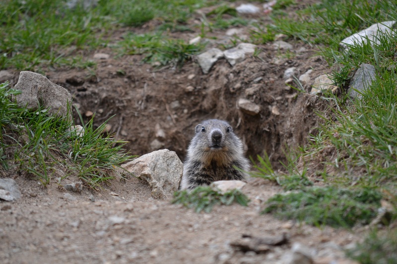 DSC_0137C.jpg