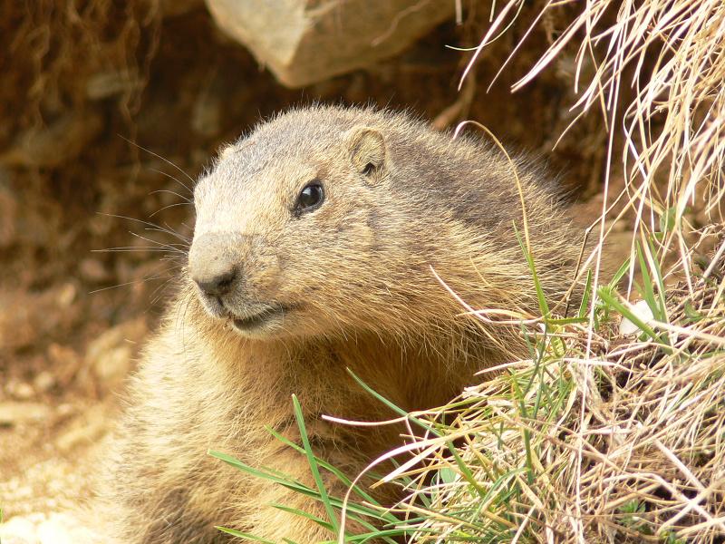 marmotte_013-border.jpg