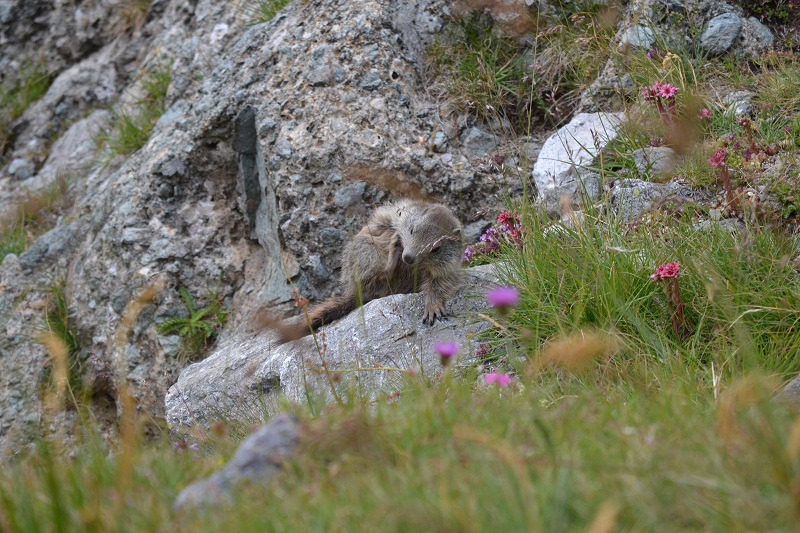 DSC_0251C.jpg