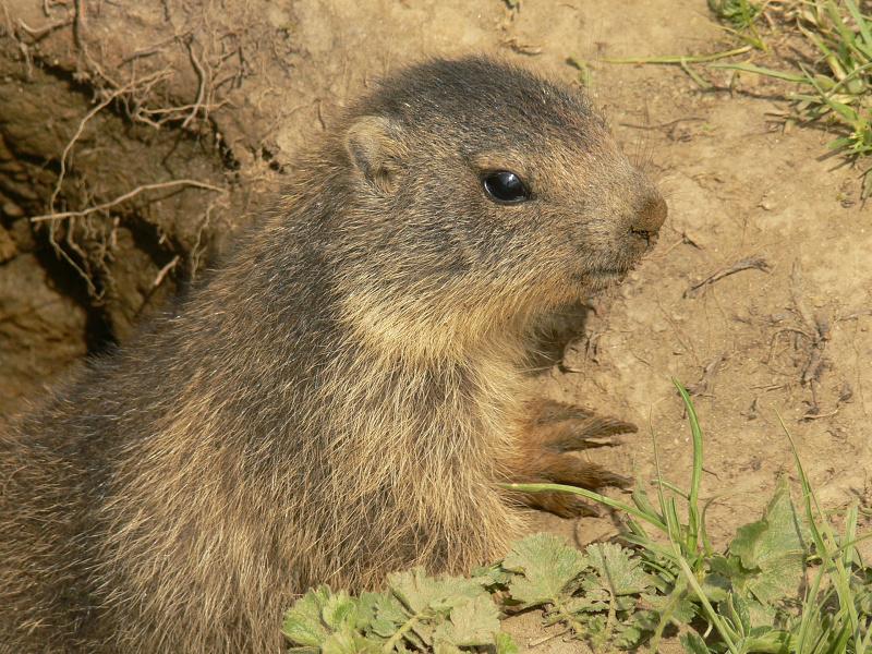 marmotte_048-border.jpg