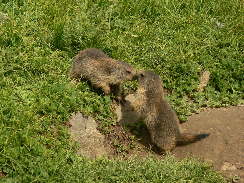 marmotte_055-border.jpg