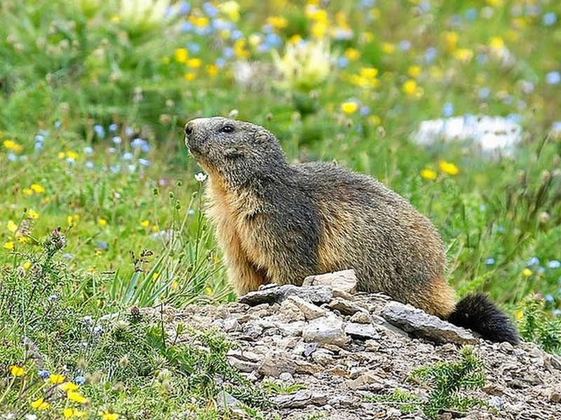 Marmotte (1).jpg