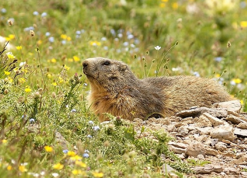 Marmotte (2).JPG
