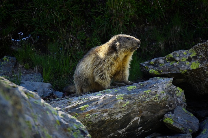 marmotte.jpg