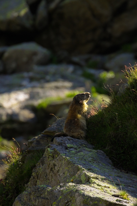 marmotte1.jpg