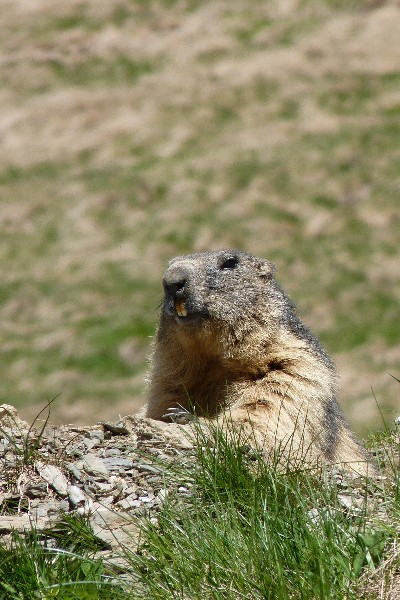 marmotte 2.jpg