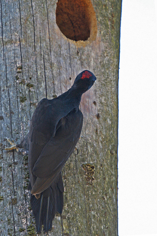 Copie-de-Pic-noir-F-2-1-lan.jpg
