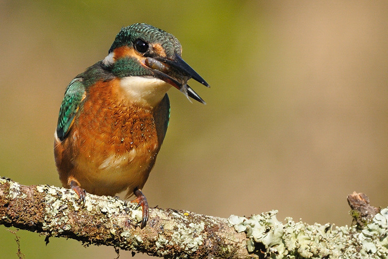 MARTIN2011_5.jpg