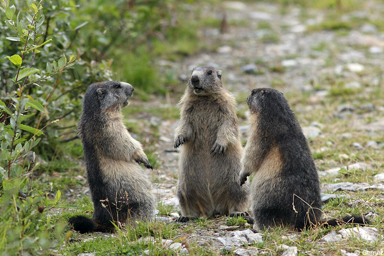 marmottes_reunion.jpg