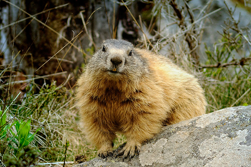 Marmotte 1.jpg