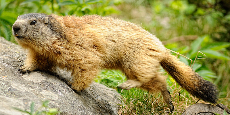 Marmotte 3.jpg