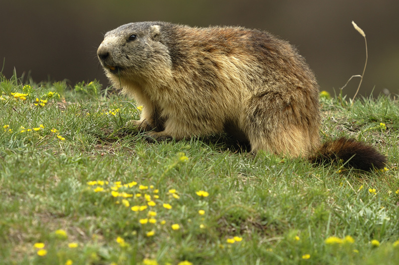 _0045-marmotte.jpg