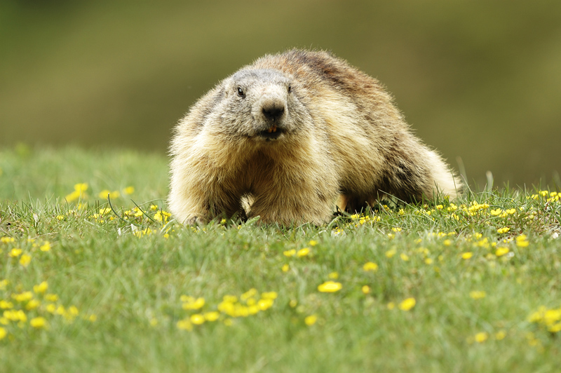 0040-marmotte.jpg