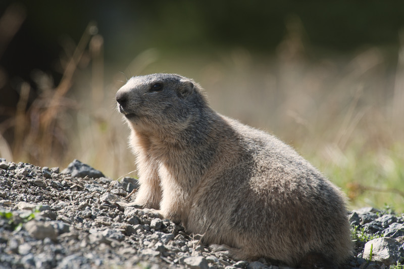 _DGB6652 MARMOTTE IN.jpg