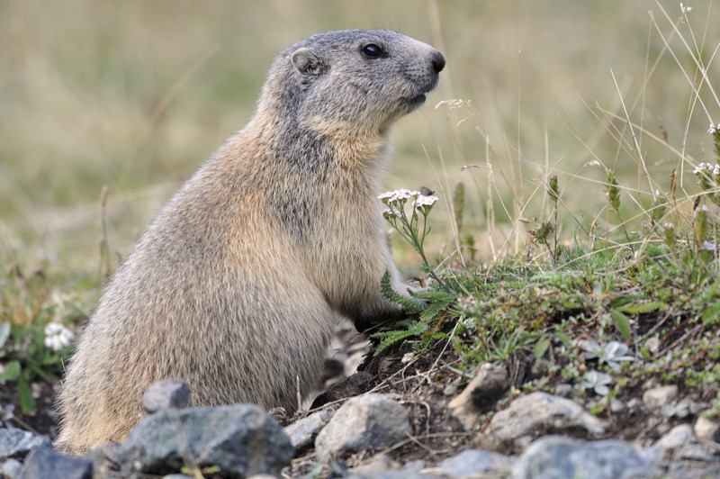 _DGB6678 MARMOTTE IN1.jpg