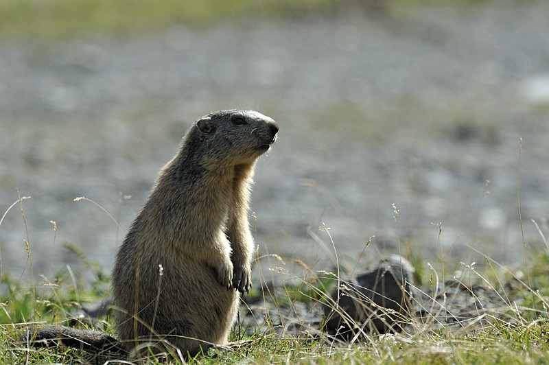 _DGB6666 MARMOTTE IN.jpg