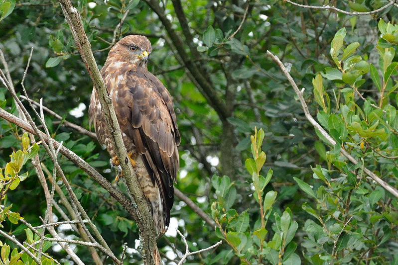 BUTEO_1.jpg
