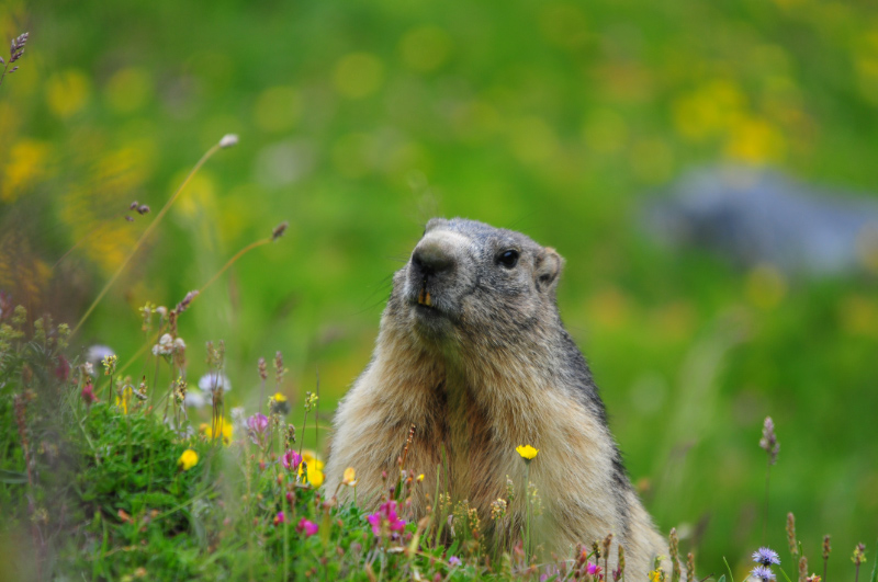 Ok_Marmottes-3.jpg