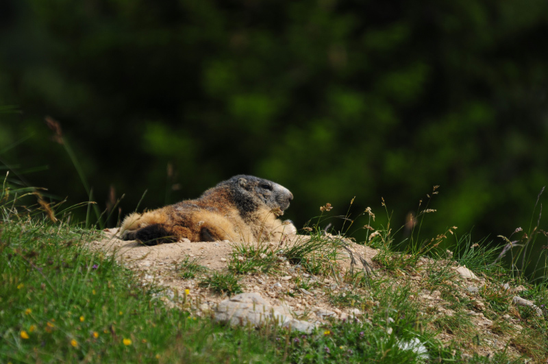Ok_Marmottes-2.jpg
