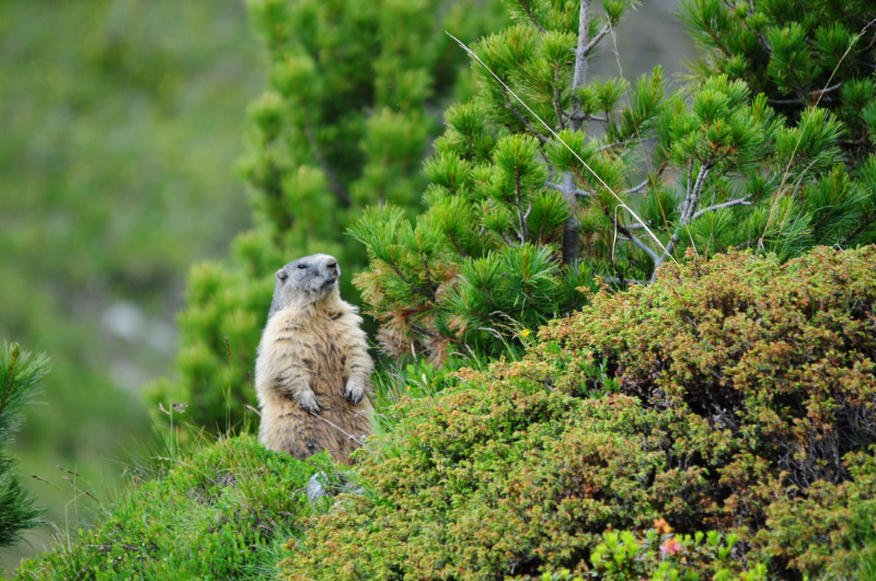Ok_Marmottes-1.jpg