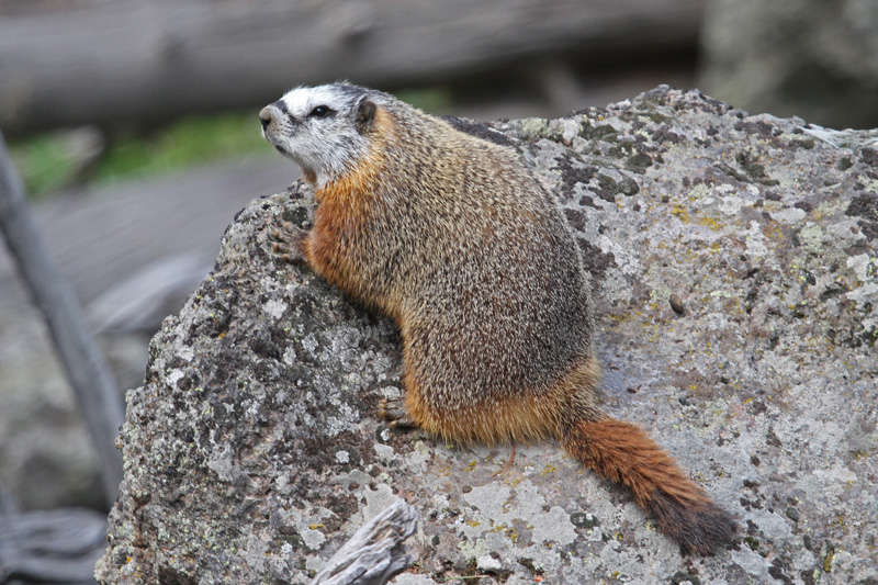 Marmot_Yellowstone_20100807_7308 copie.jpg