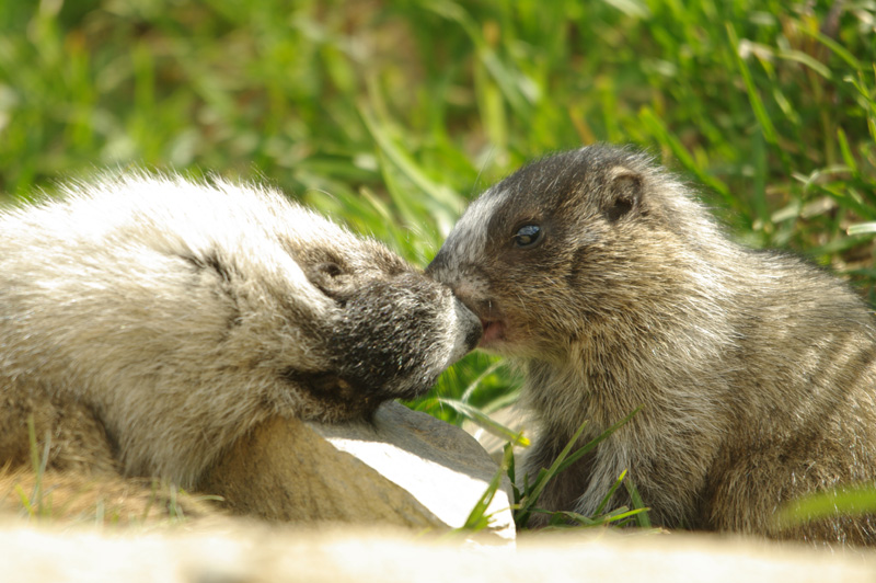 Marmotte 0.jpg