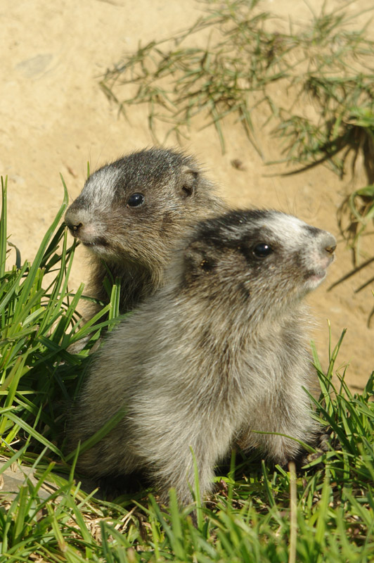 Marmotte 01.jpg